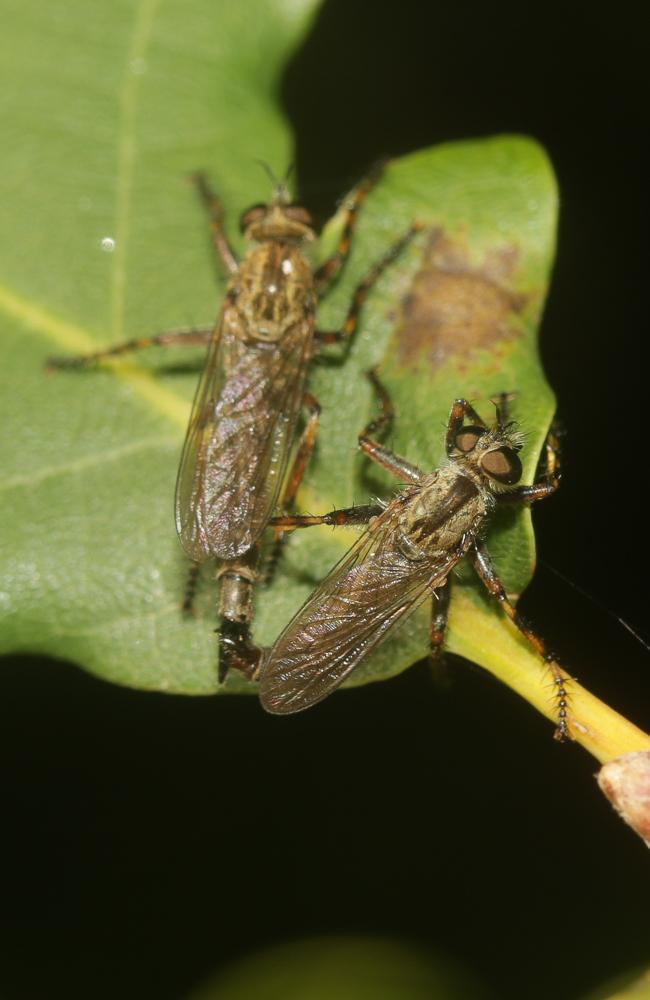 Tolmerus cingulatus (Fabricius, 1781)