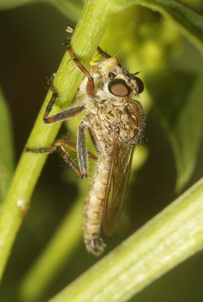  Tolmerus cingulatus (Fabricius, 1781)
