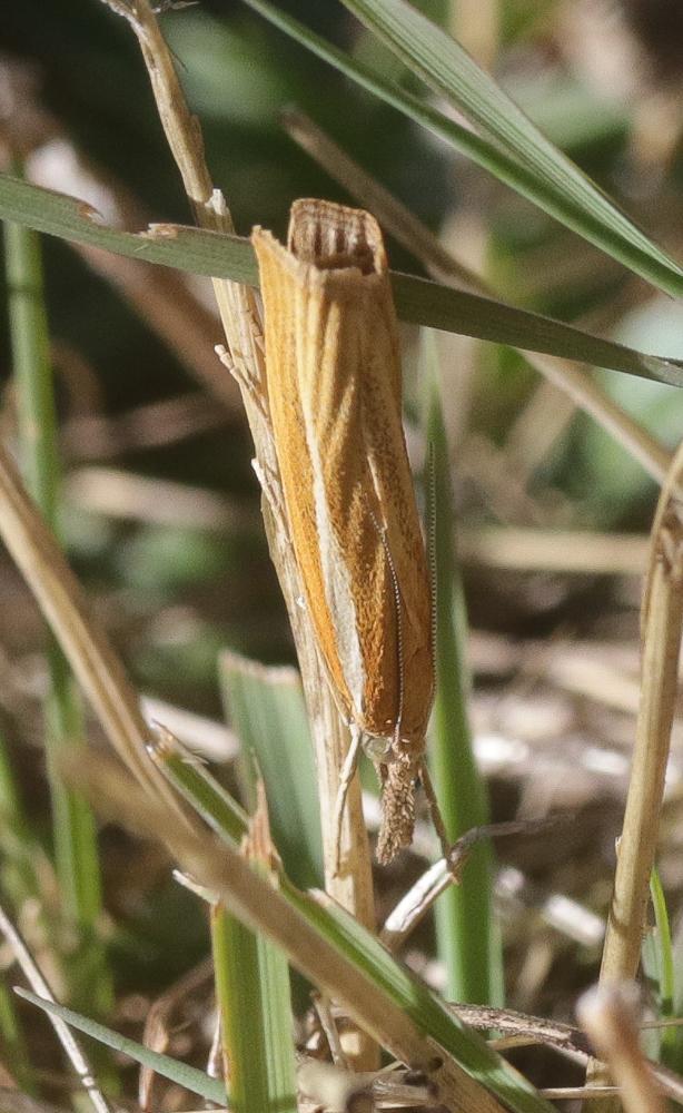 Agriphila tristella (Denis & Schiffermüller, 1775)