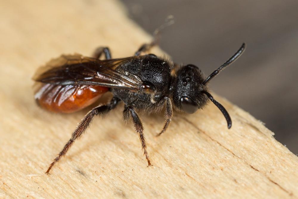Sphecodes ruficrus (Erichson, 1835)