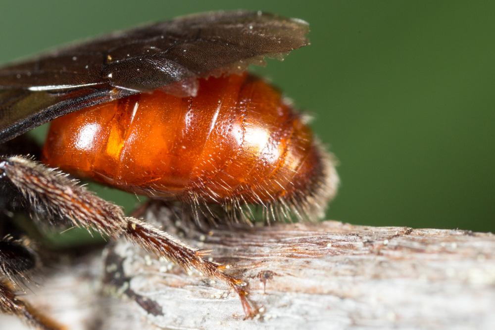 Sphecodes ruficrus (Erichson, 1835)