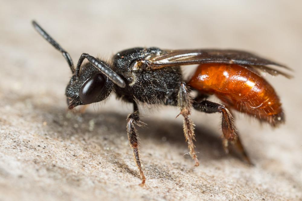 Sphecodes ruficrus (Erichson, 1835)