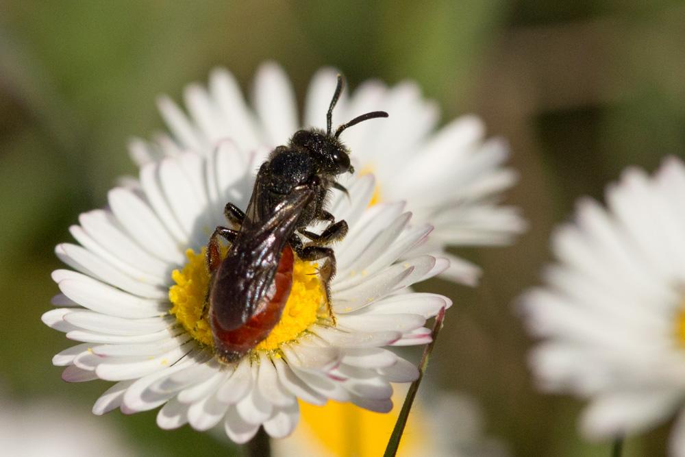 Sphecodes ruficrus (Erichson, 1835)
