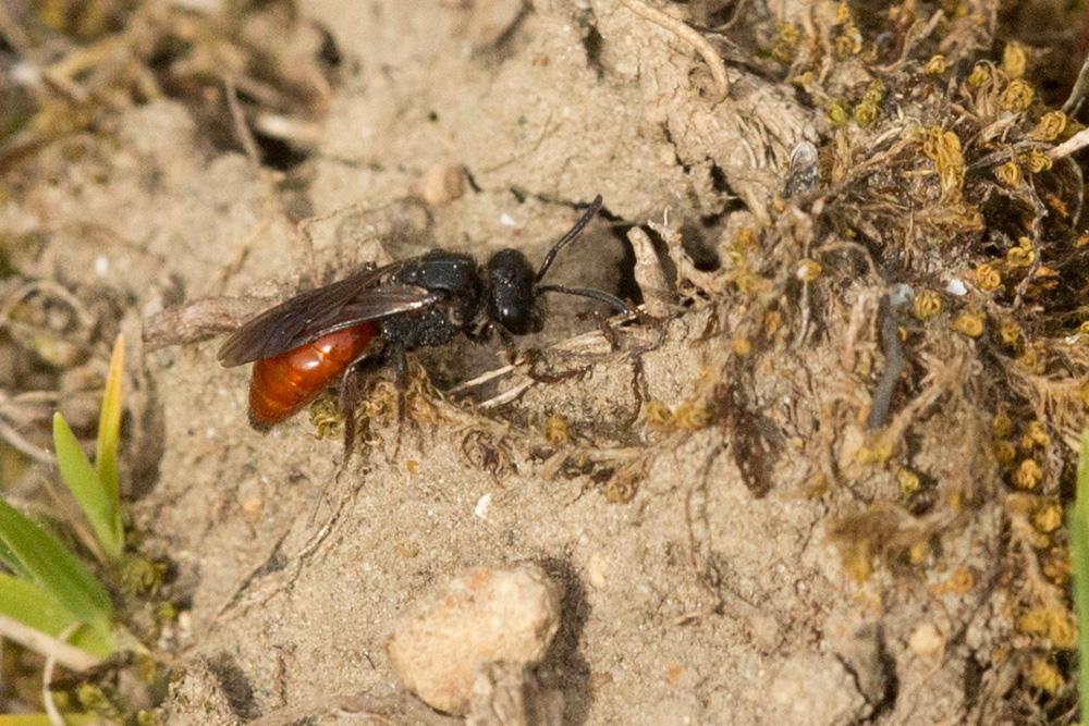 Sphecodes ruficrus (Erichson, 1835)