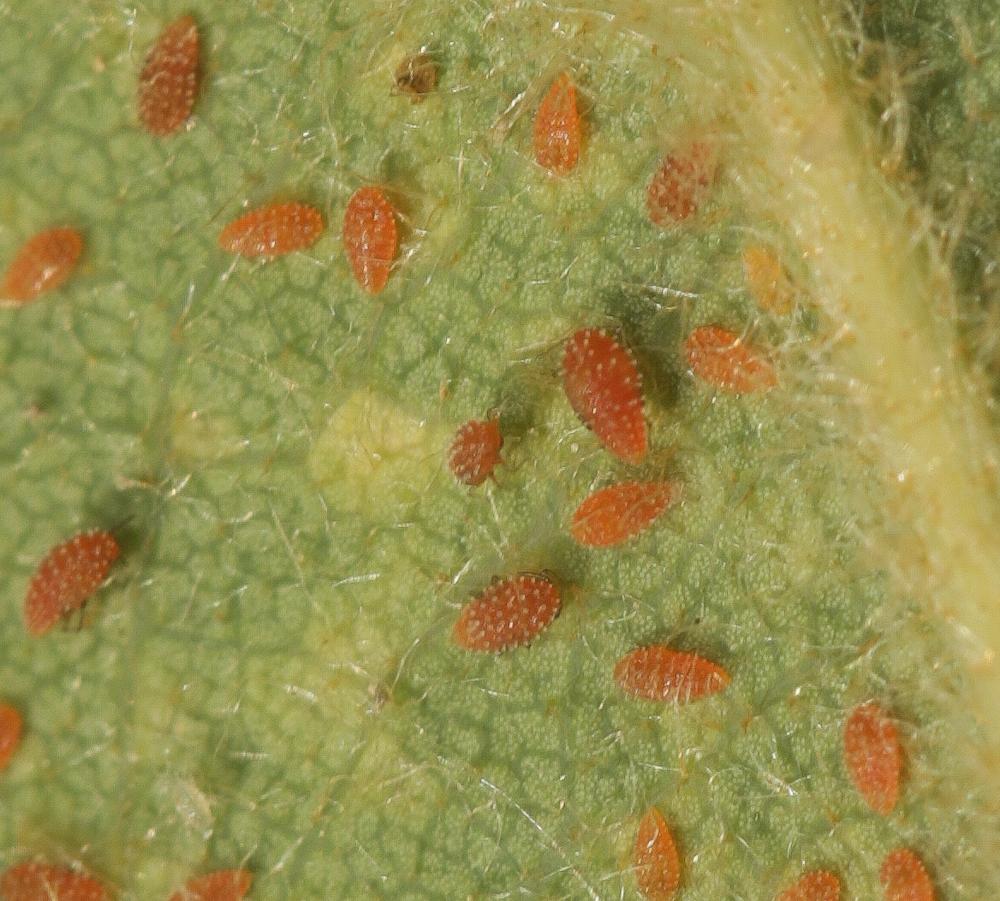 Phylloxera quercus Boyer de Fonscolombe, 1834