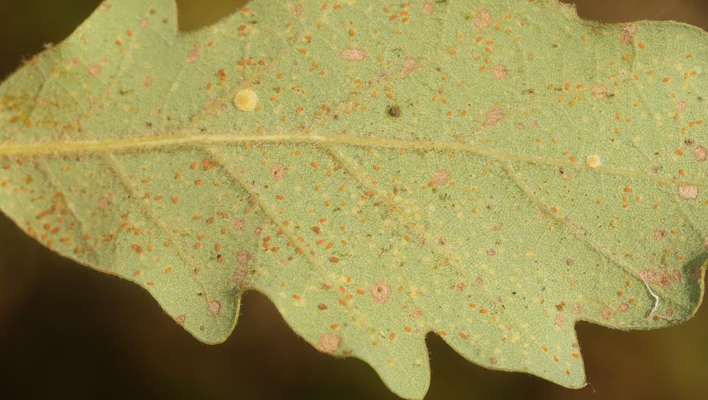 Phylloxera quercus Boyer de Fonscolombe, 1834