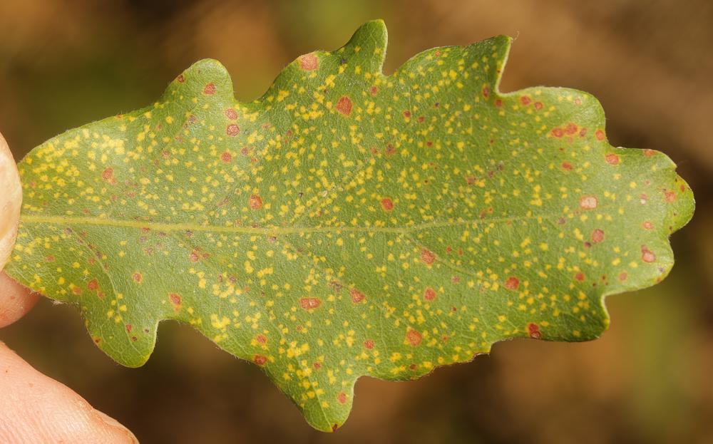 Phylloxera quercus Boyer de Fonscolombe, 1834