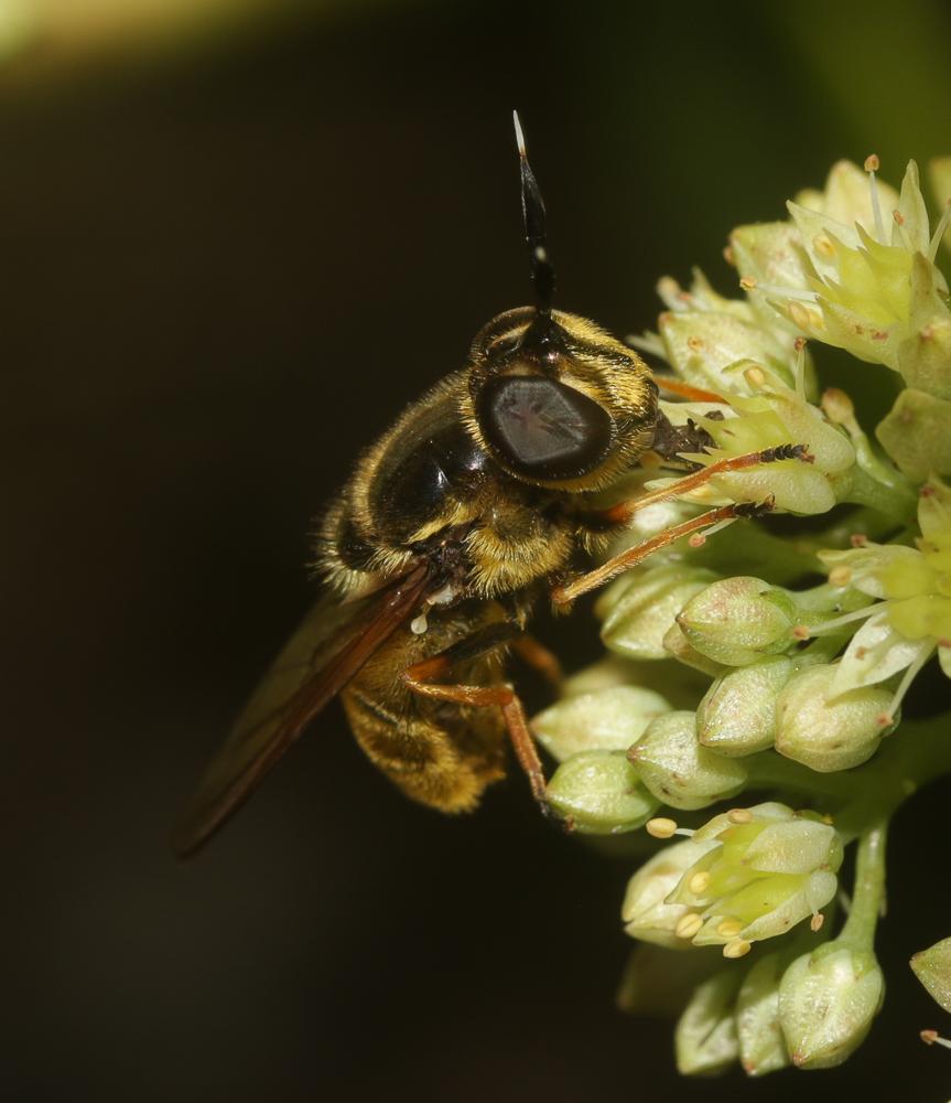 Callicera aurata (Rossi, 1790)