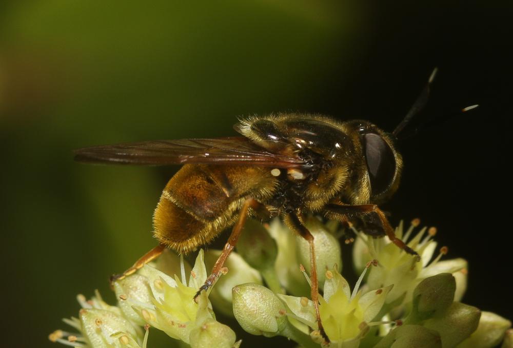 Callicera aurata (Rossi, 1790)