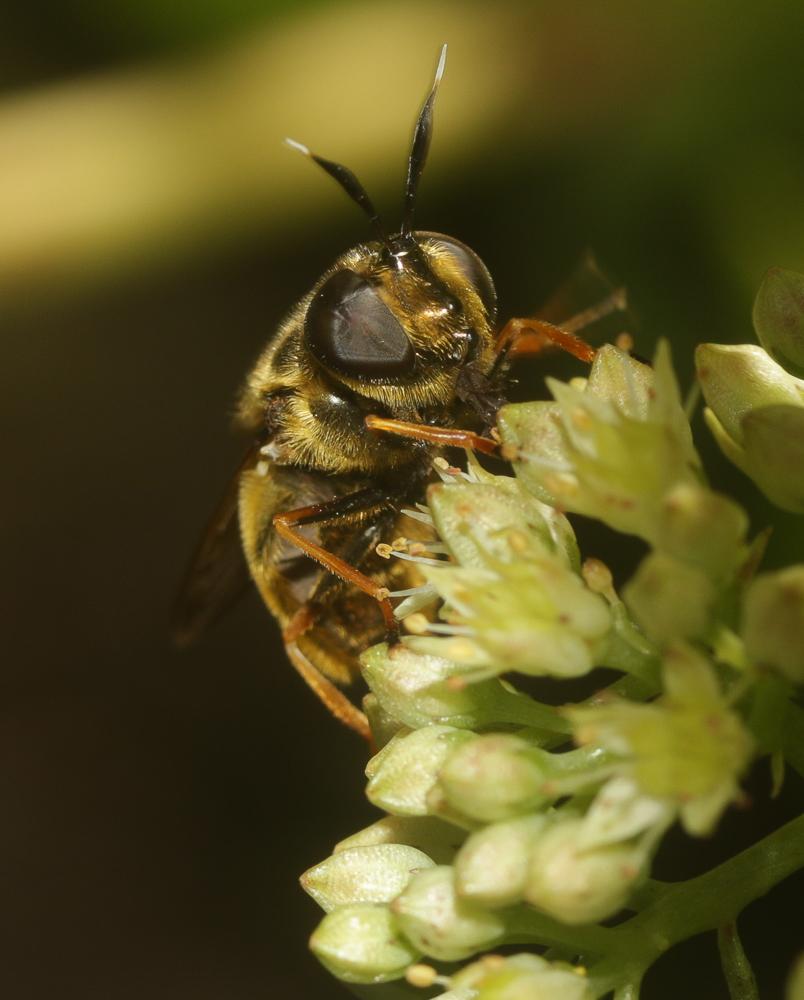 Callicera aurata (Rossi, 1790)