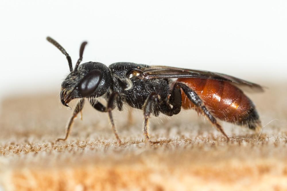 Sphecodes monilicornis (Kirby, 1802)