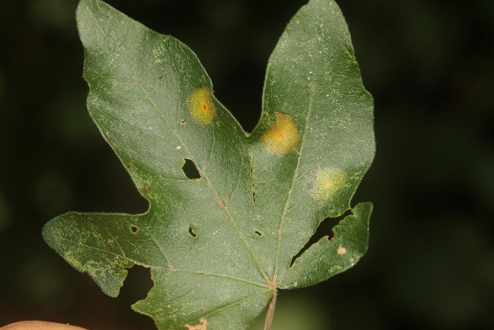 Acericecis