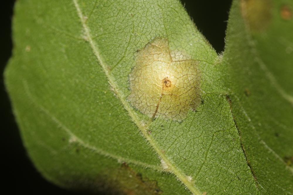 Acericecis