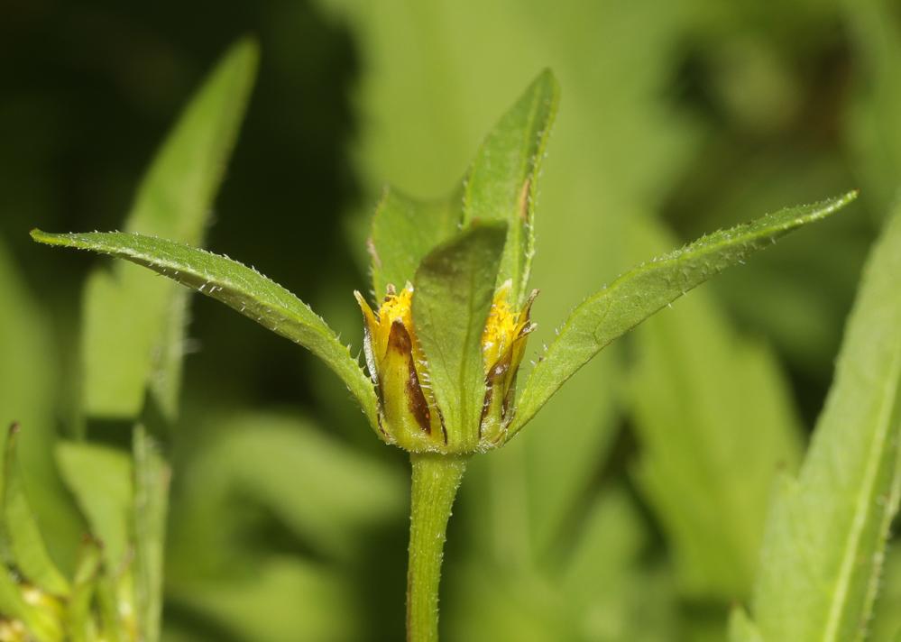 Bident trifolié, Eupatoire aquatique Bidens tripartita L., 1753
