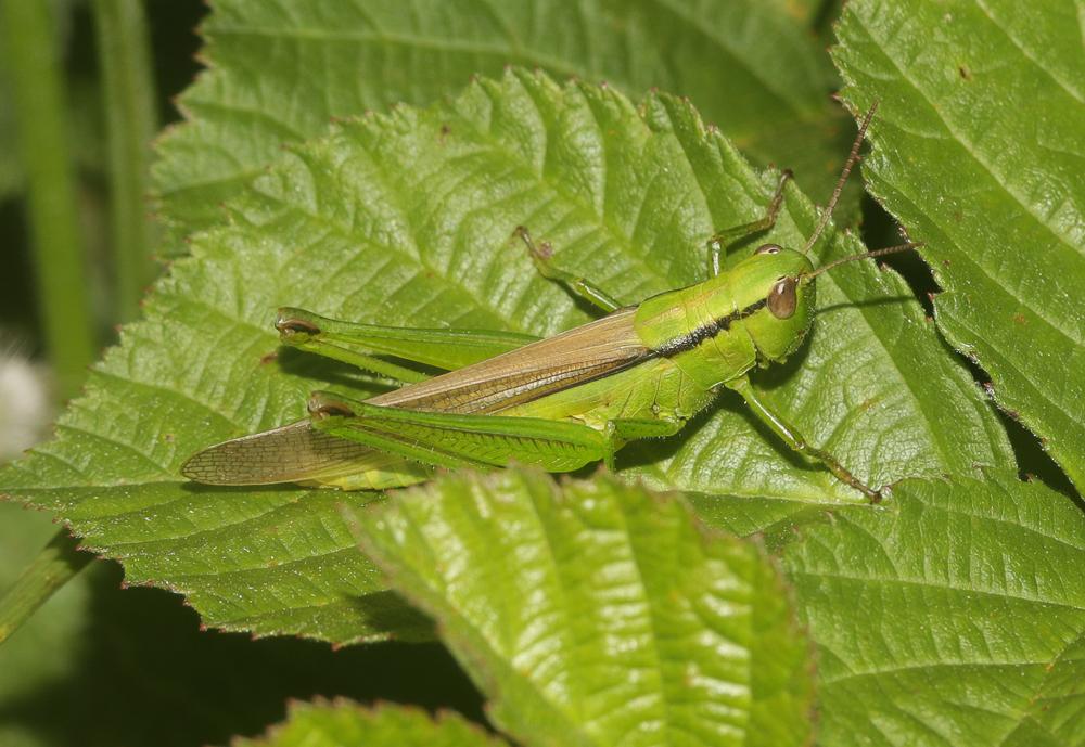 Criquet des Roseaux, Parapleure alliacé Mecostethus parapleurus (Hagenbach, 1822)
