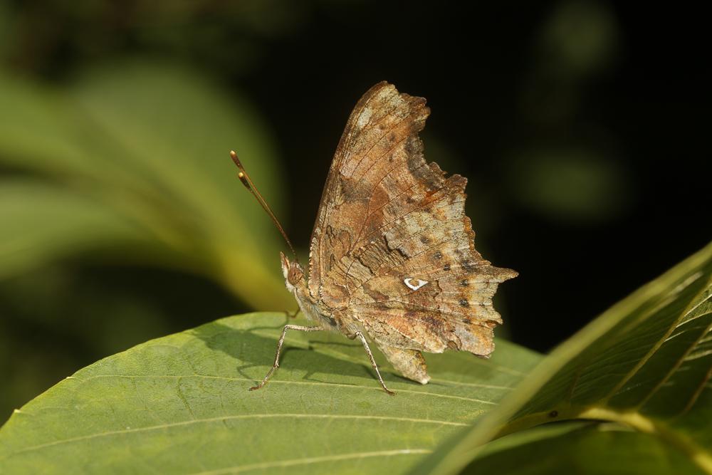 Gamma (Le), Robert-le-diable (Le), C-blanc (Le), D Polygonia c-album (Linnaeus, 1758)