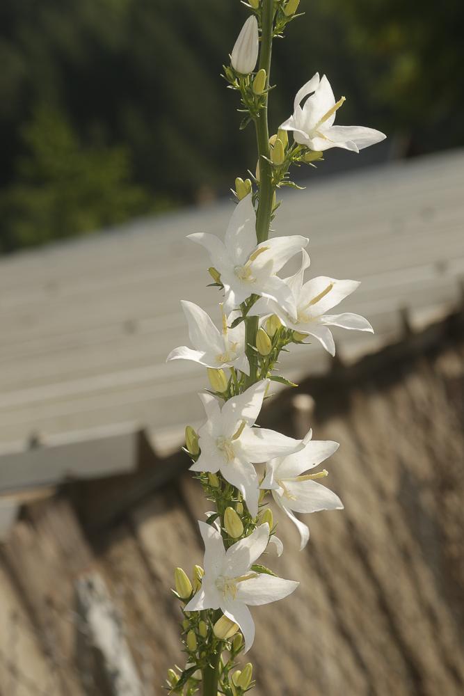 Campanule pyramidale Campanula pyramidalis L., 1753
