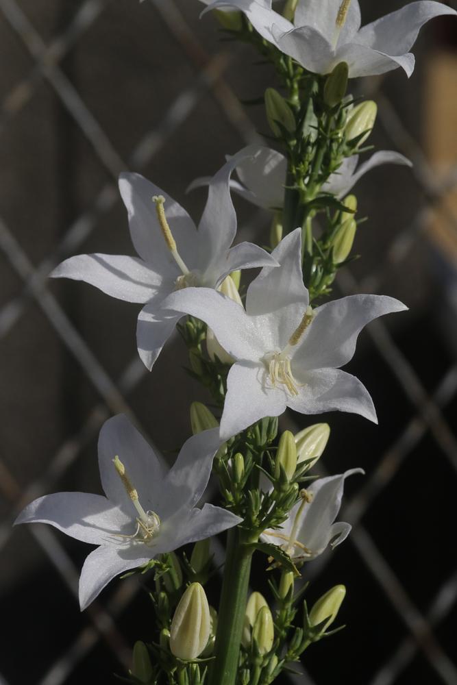 Campanule pyramidale Campanula pyramidalis L., 1753
