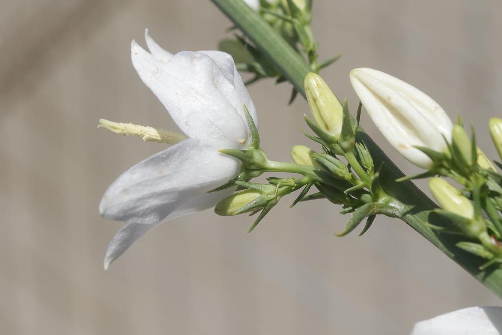 Campanule pyramidale Campanula pyramidalis L., 1753