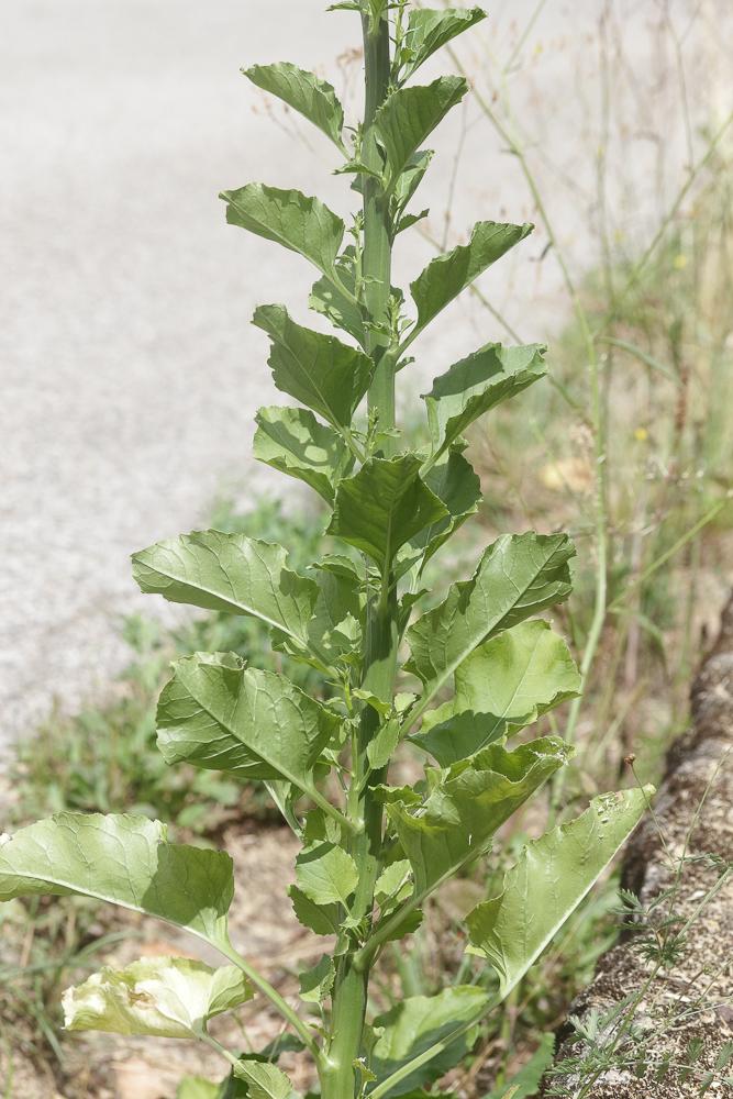 Campanule pyramidale Campanula pyramidalis L., 1753