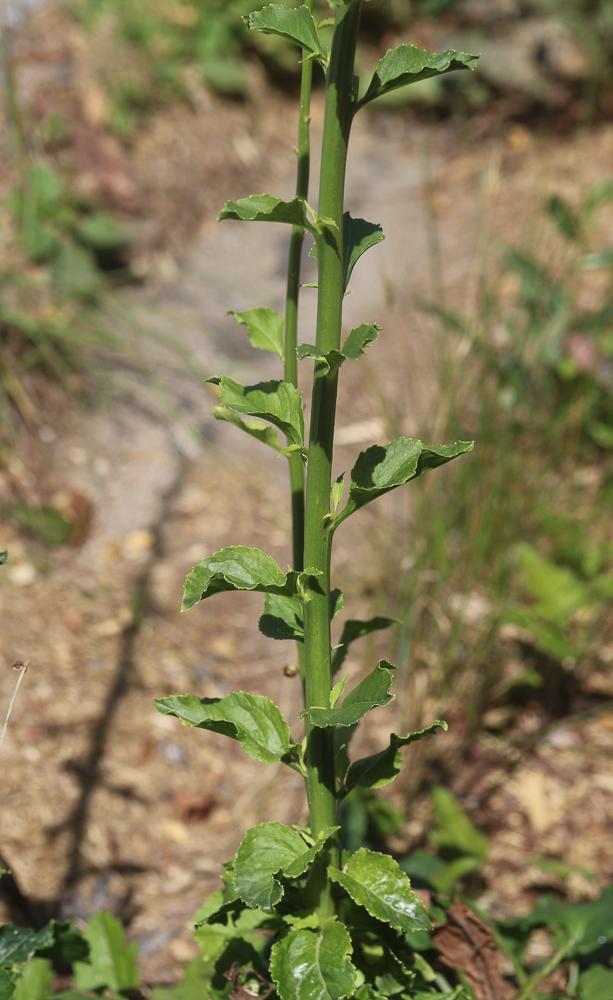 Campanule pyramidale Campanula pyramidalis L., 1753