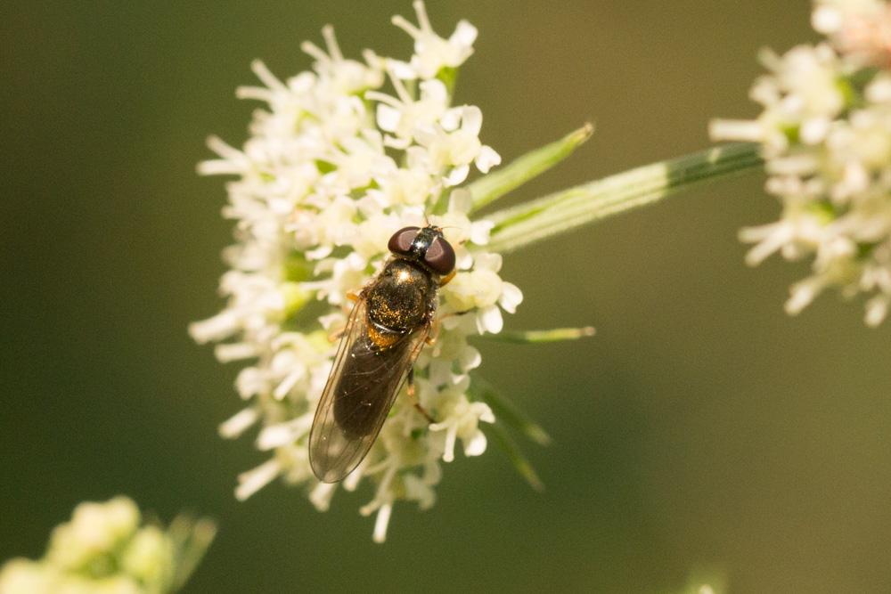 Cheilosia Meigen, 1822
