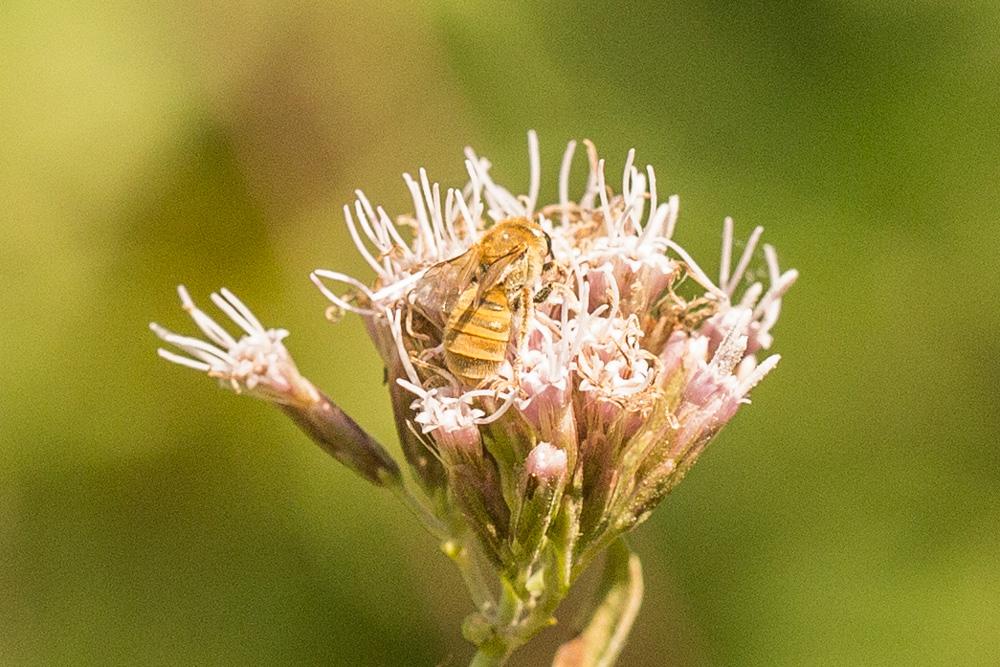 Seladonia subaurata (Rossi, 1792)