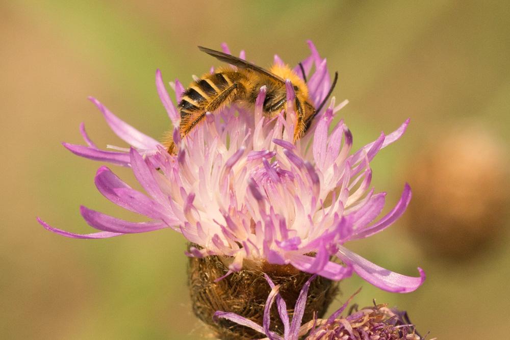 Dasypoda hirtipes (Fabricius, 1793)