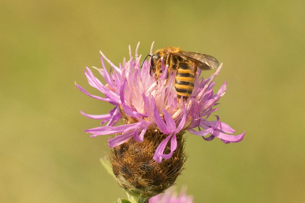 Halictus scabiosae (Rossi, 1790)