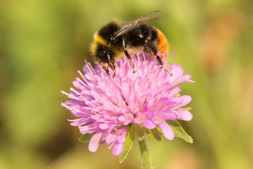 Bourdon des pierres Bombus lapidarius (Linnaeus, 1758)