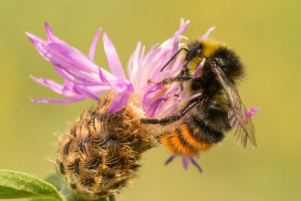 Bourdon des pierres Bombus lapidarius (Linnaeus, 1758)