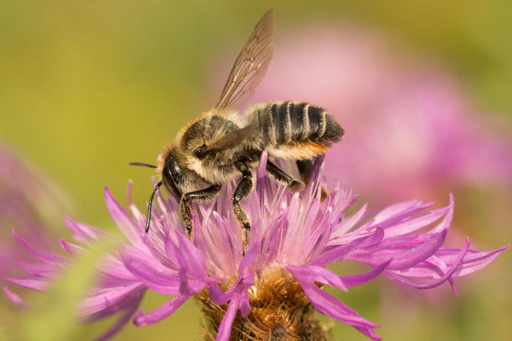 Megachile maritima (Kirby, 1802)