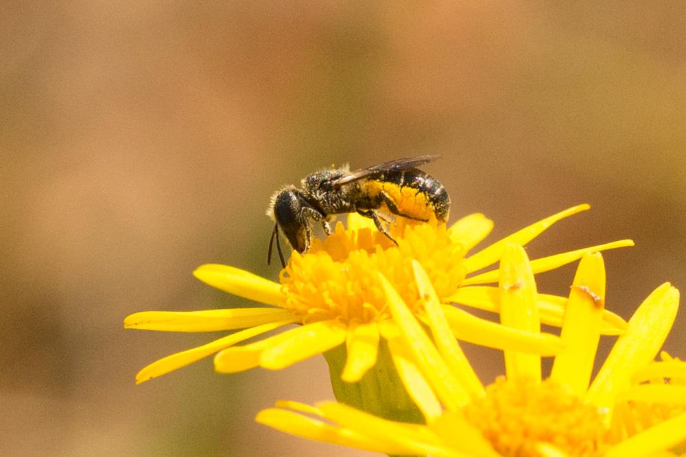 Heriades truncorum (Linnaeus, 1758)
