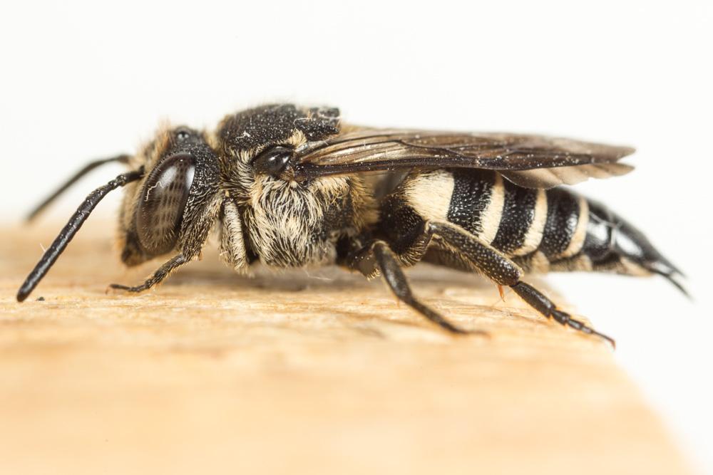 Coelioxys inermis (Kirby, 1802)