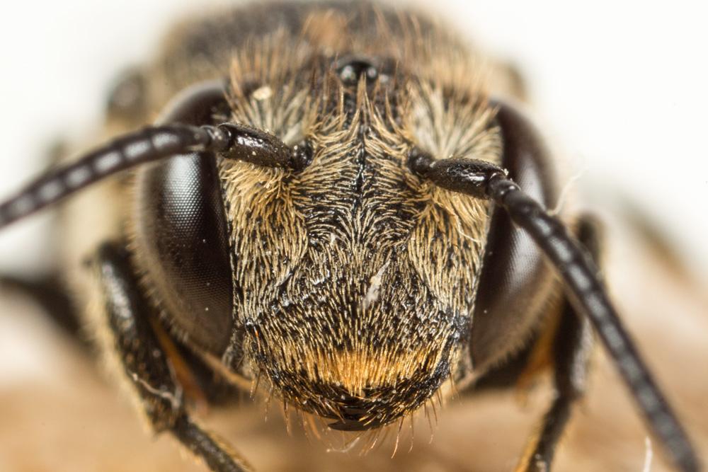 Coelioxys inermis (Kirby, 1802)