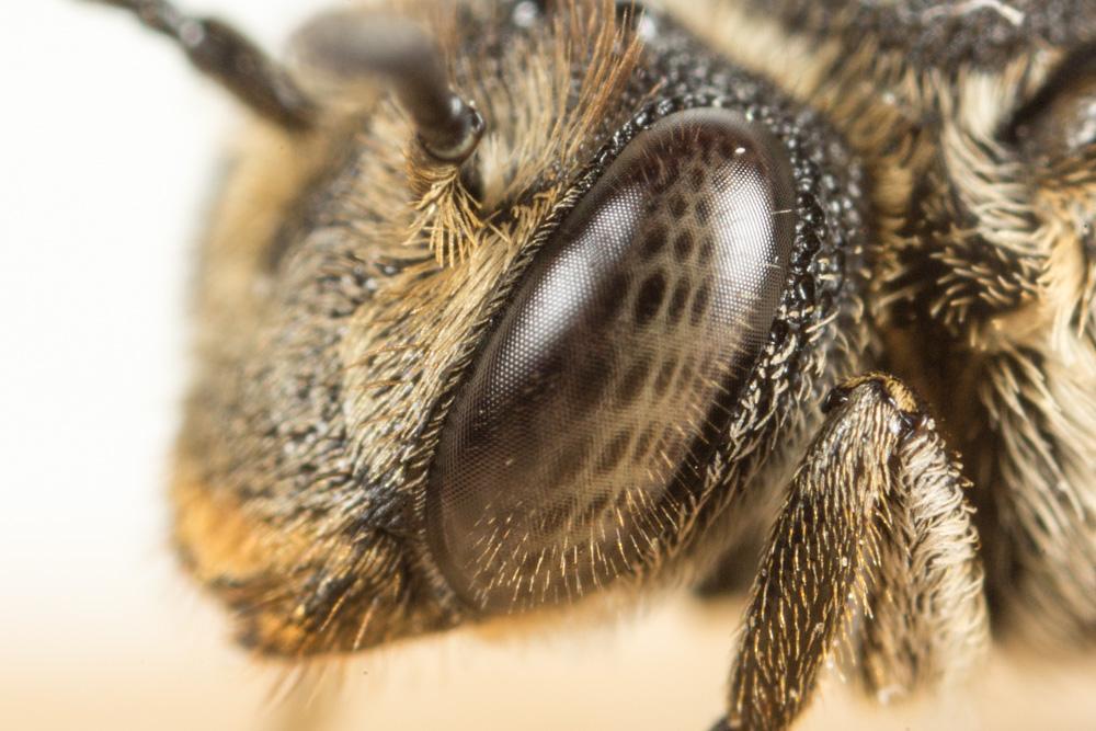 Coelioxys inermis (Kirby, 1802)