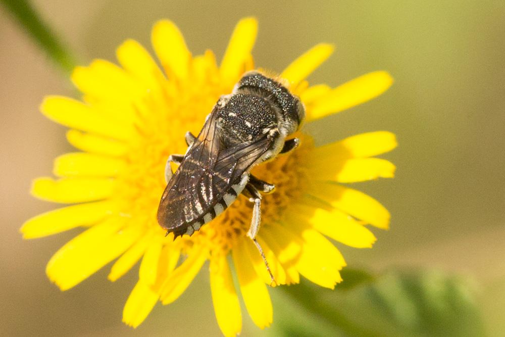 Coelioxys afra Lepeletier, 1841