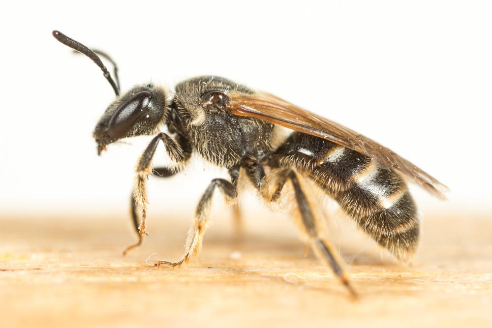 Lasioglossum nigripes (Lepeletier, 1841)