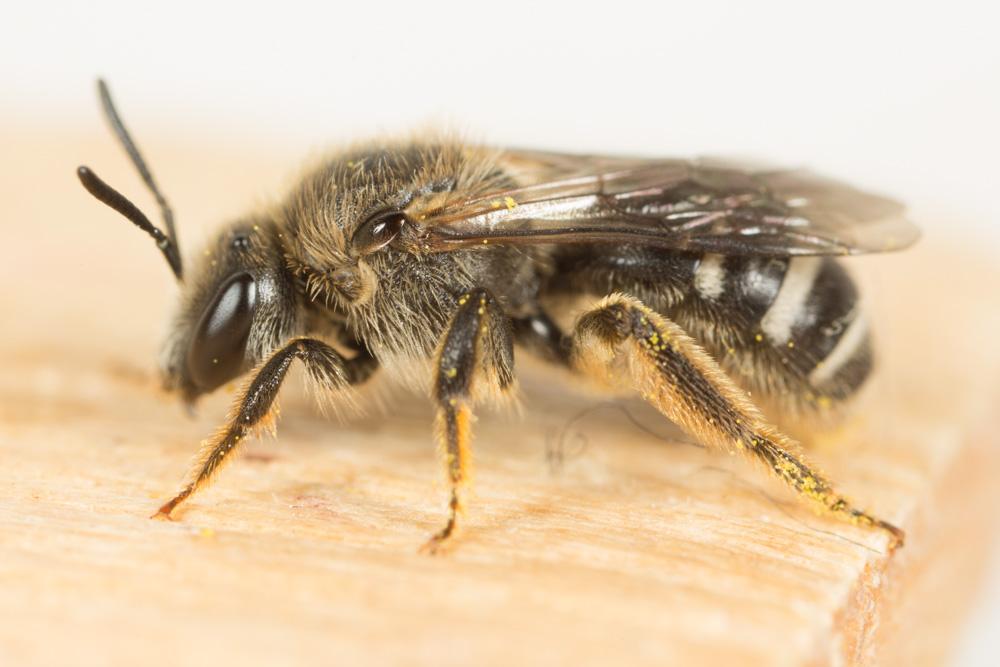 Lasioglossum albocinctum (Lucas, 1849)