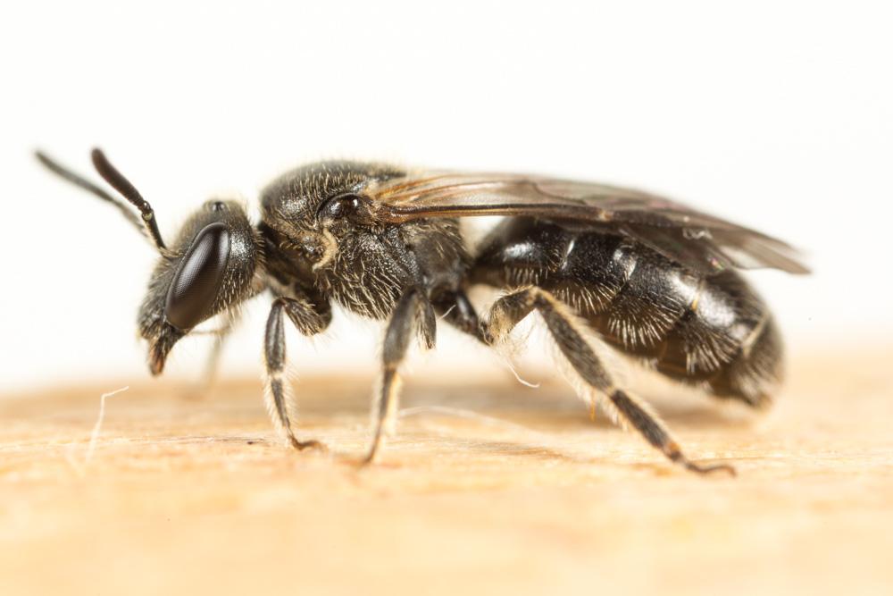 Lasioglossum Curtis, 1833