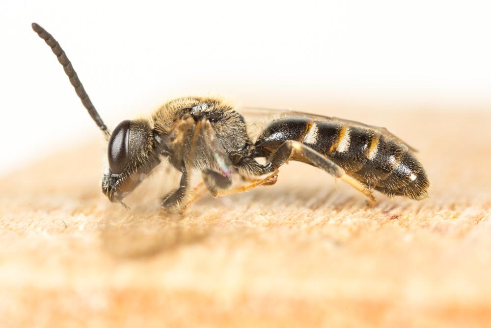 Lasioglossum Curtis, 1833
