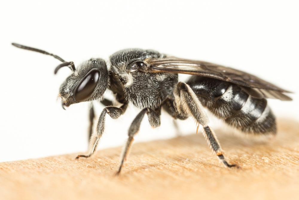 Lasioglossum costulatum (Kriechbaumer, 1873)