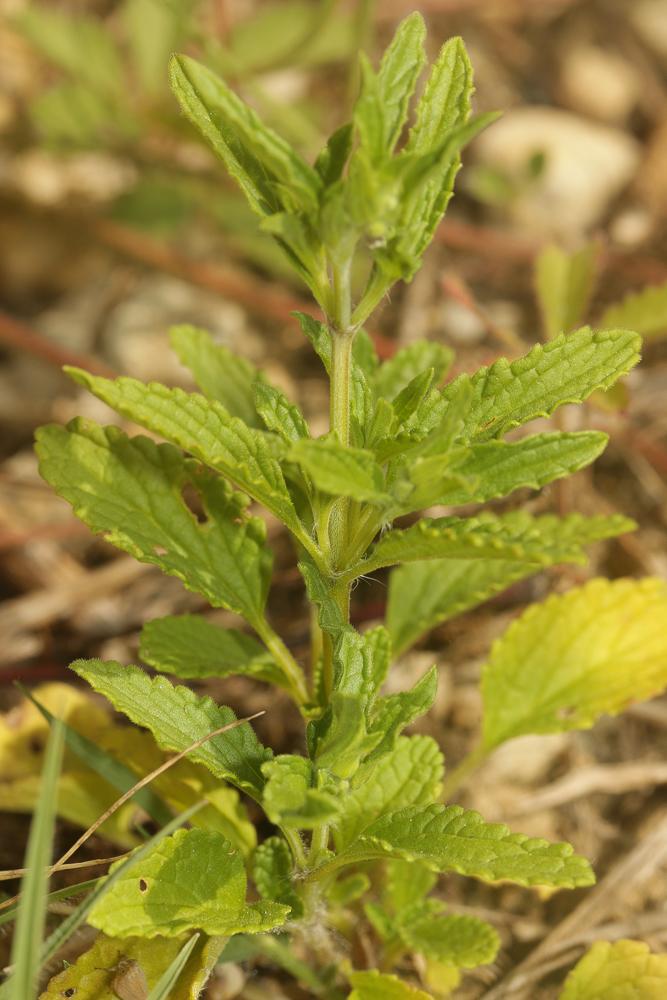 Épiaire annuelle Stachys annua (L.) L., 1763