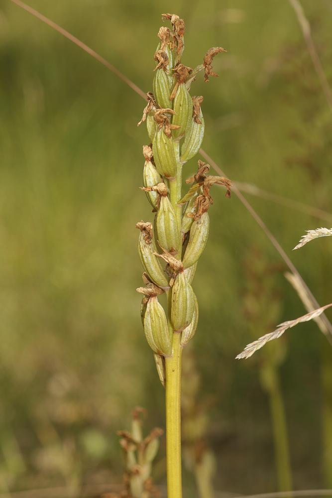 Orchis pourpre, Grivollée Orchis purpurea Huds., 1762