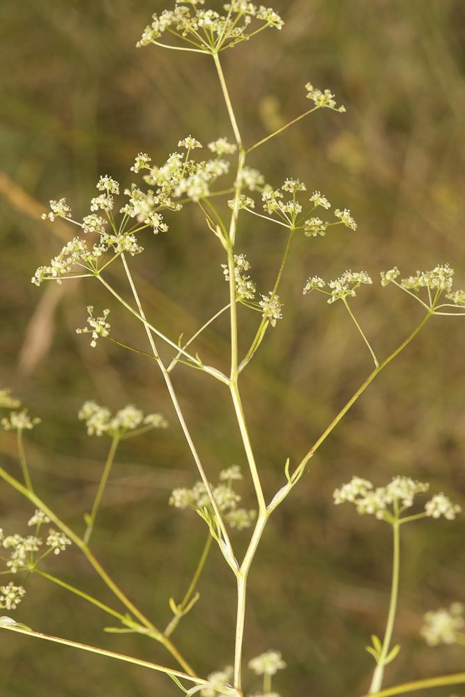 Trinie commune, Trinie glauque, Trinia vulgaire Trinia glauca (L.) Dumort., 1827