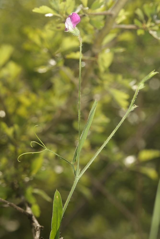 Gesse hérissée, Gesse hirsute Lathyrus hirsutus L., 1753