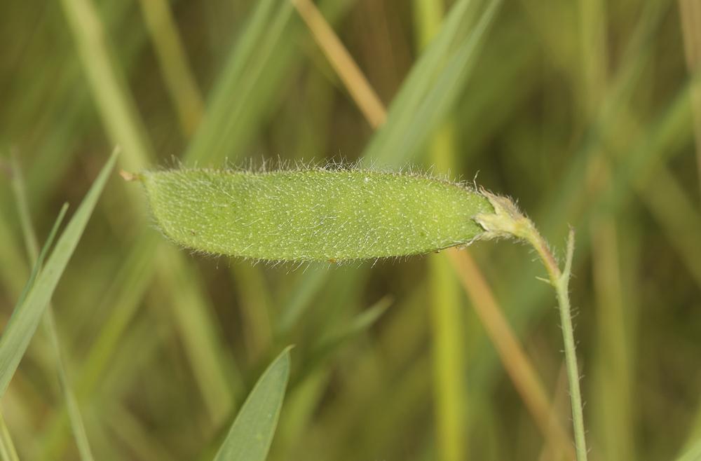 Gesse hérissée, Gesse hirsute Lathyrus hirsutus L., 1753