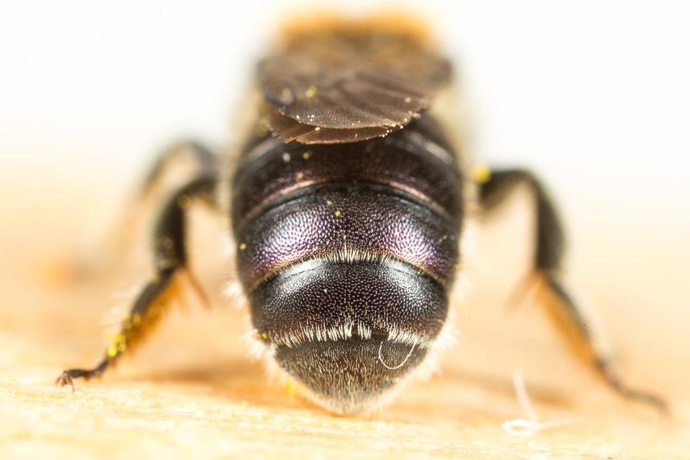 Osmia versicolor Latreille, 1811