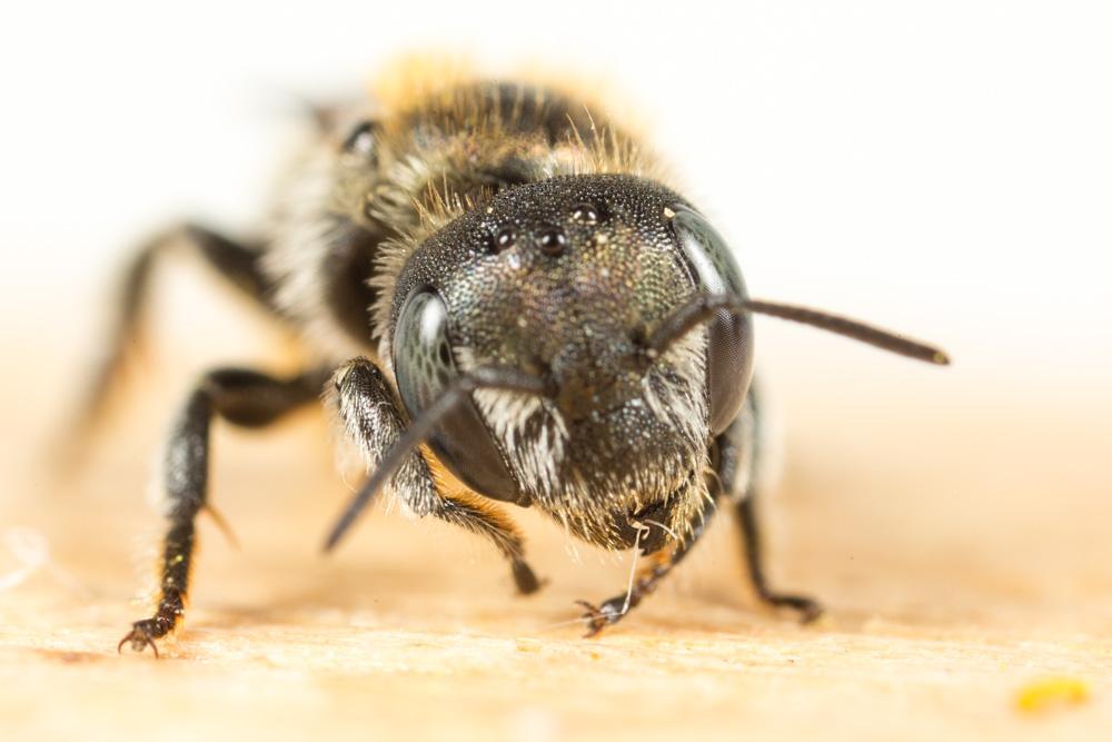 Osmia versicolor Latreille, 1811