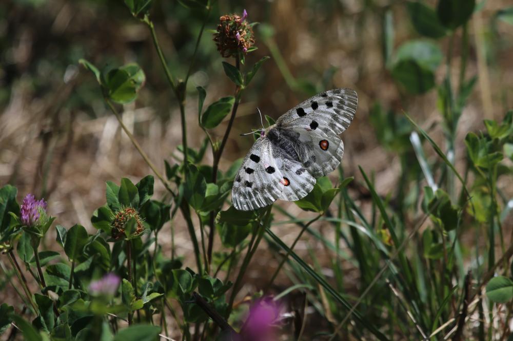 Apollon (L'), Parnassien apollon (Le) Parnassius apollo (Linnaeus, 1758)